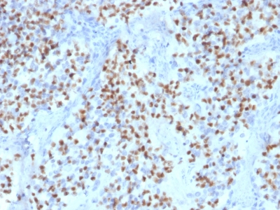FFPE human lymph node sections stained with 100 ul anti-Oct-2 (clone OCT2/2136) at 1:400. HIER epitope retrieval prior to staining was performed in 10mM Citrate, pH 6.0.